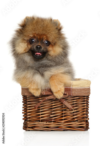 Spitz puppy in wicker basket on white background