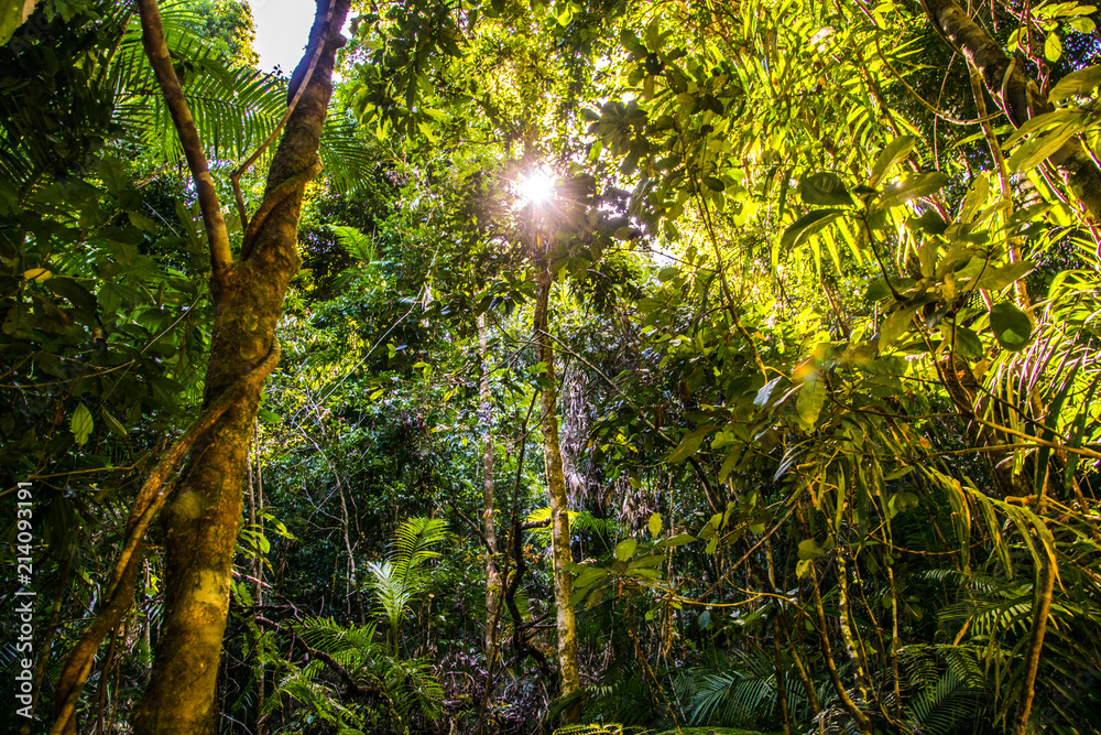 Obraz premium Josephine Falls, Queensland