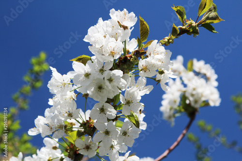 Blossoming trees in spring season