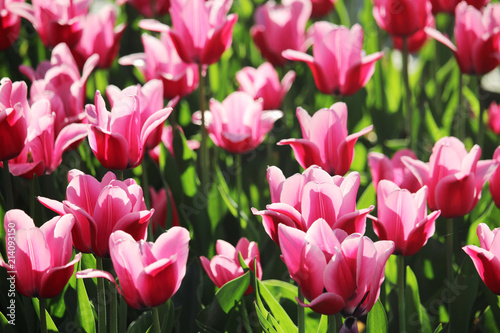 Pink tulip field