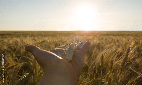 Wheat ears in the hands. Harvest concept. © MAXSHOT_PL