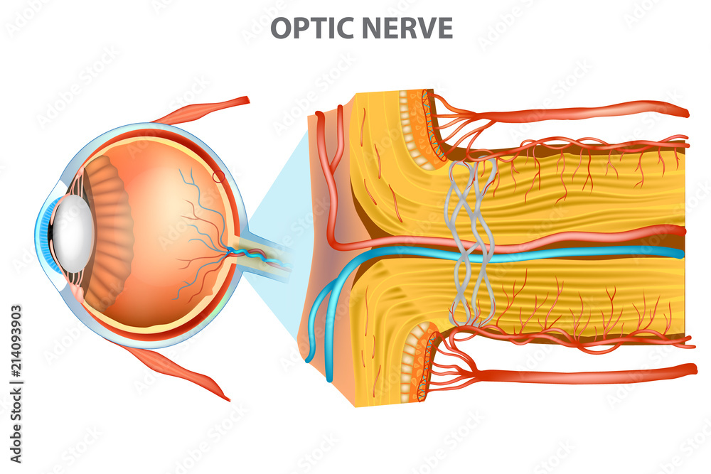 The Optic Nerve. Anatomy of the Eye Stock Vector Adobe Stock