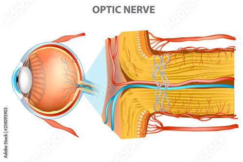 Fototapeta Naklejka Na Ścianę i Meble -  The Optic Nerve. Anatomy of the Eye