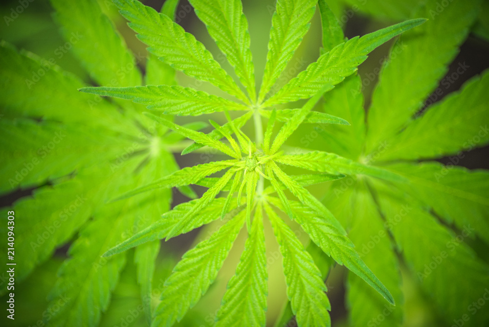 Cannabis leaves bright green background. Hemp leaf close up. Marijuana drugs is produced from Cannabis leaf. Cannabis leaves bright green background. Hemp leaf close up. Marijuana drugs is produced from Cannabis leaf.