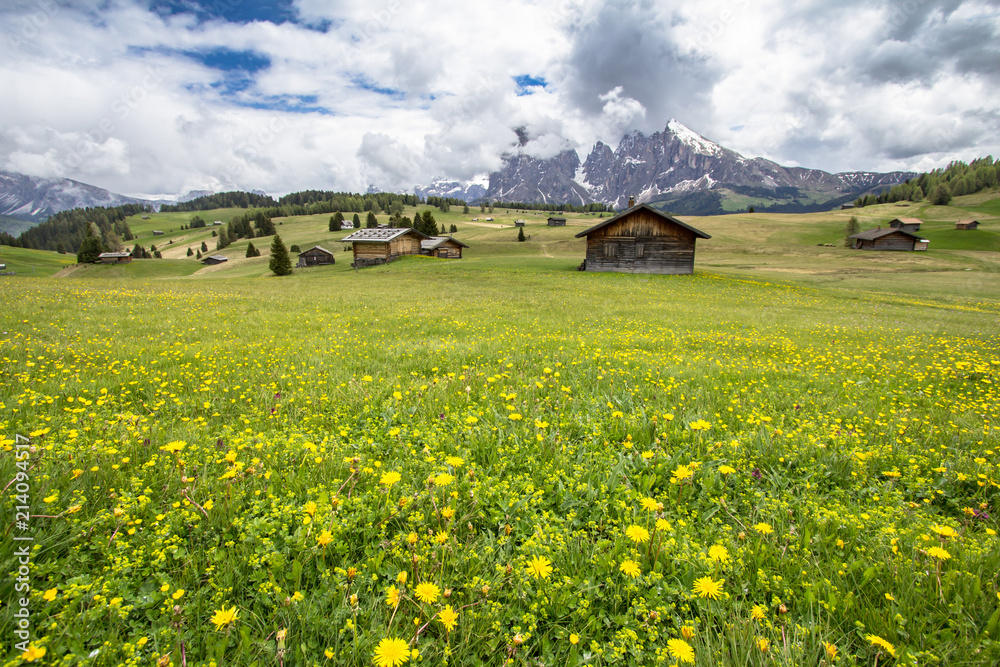 Blooming dandelions field in Alps