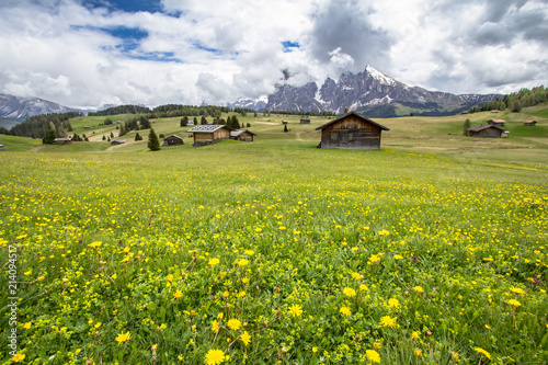 Billede på lærred Blooming dandelions field in Alps