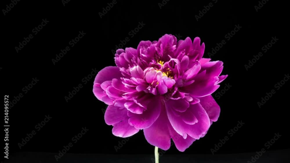 Timelapse of pink peony flower blooming on black background