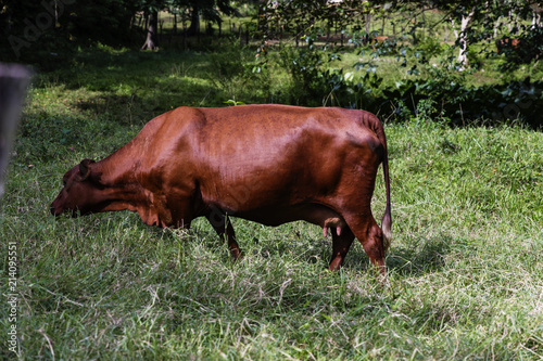 Jamaica Red Cow