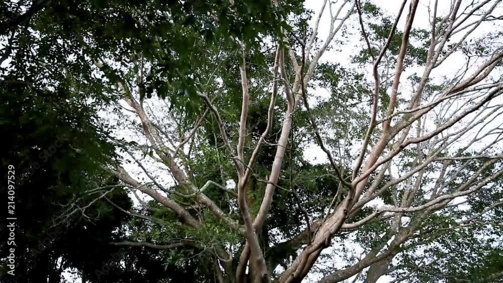 Tilt down. Big trees with branch and leaf in national park. Tilt down. Big trees with branch and leaf in national park.