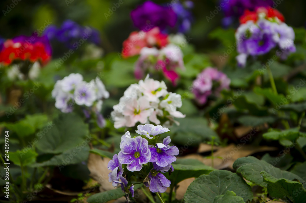 
Jardín con muchas plantas Geranio. (Geranio) 