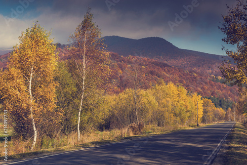 Road trough colorful autumn woodland