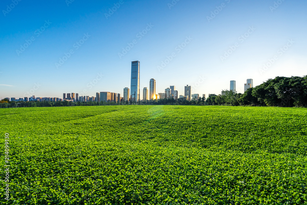 green lawn with city skyline 