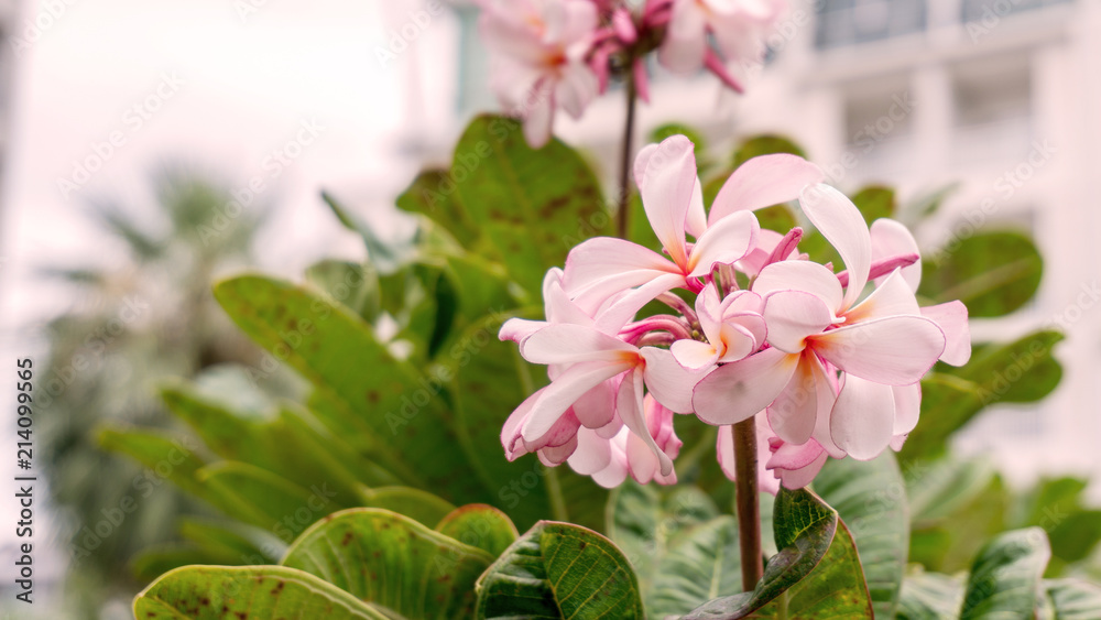 Obraz premium Blossom is a perennial plant in the family dace or family tree.