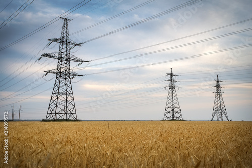 Agricultural field. Yellow wheat and power lines