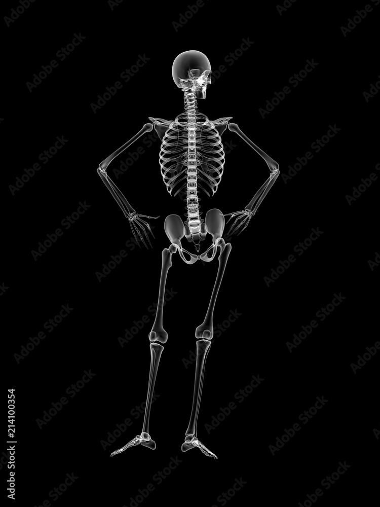 X RAY SKELETON 3D RENDER X RAY SKELETON 3D RENDER