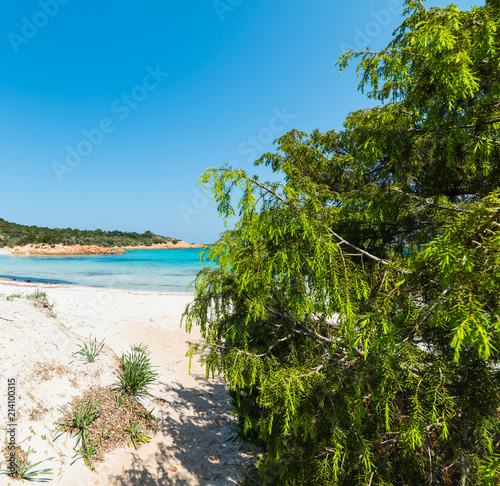 luxuriant vegetation in Spiaggia del Principe © hibiscus81
