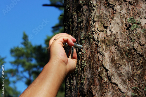 a man fastens a ring to the pine for fixing a person and flogging. concept of sadomasochism, reportage photography.