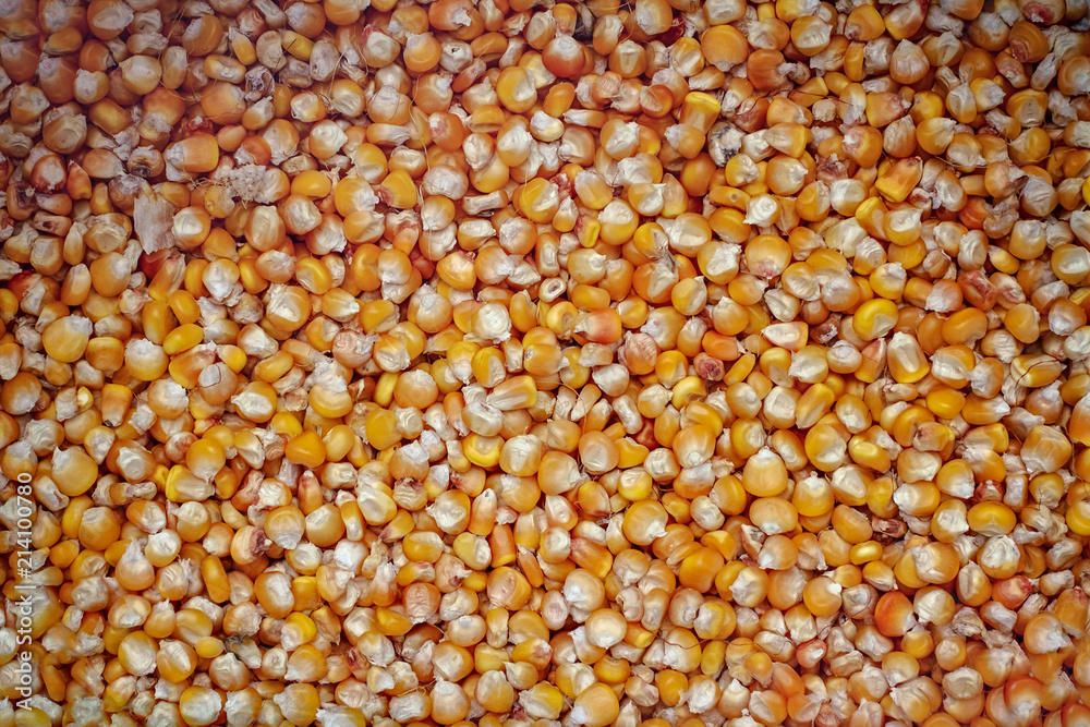 Dried corn beans background texture