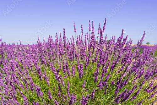 Lavender bush on blue sky background