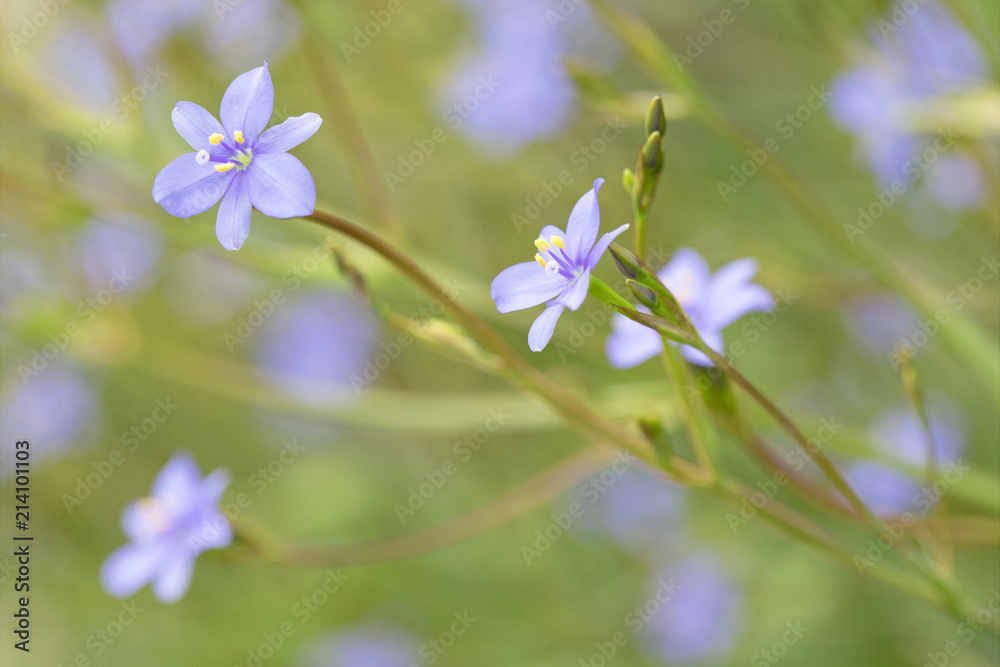 Close of of tiny lavender flowers growing in the garden Close of of tiny lavender flowers growing in the garden