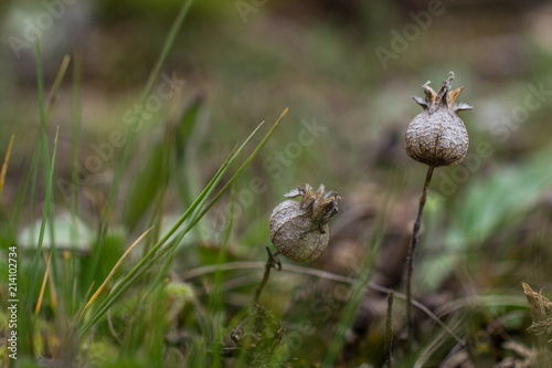 A Drug plant