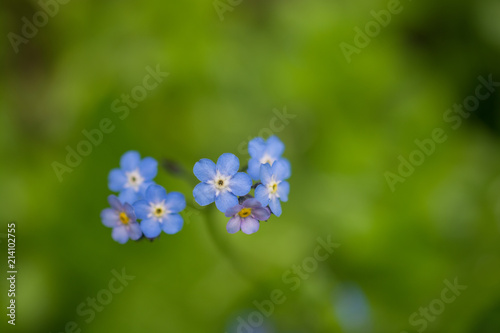 Tiny beauty of mother earth, for greetings and postcard prints