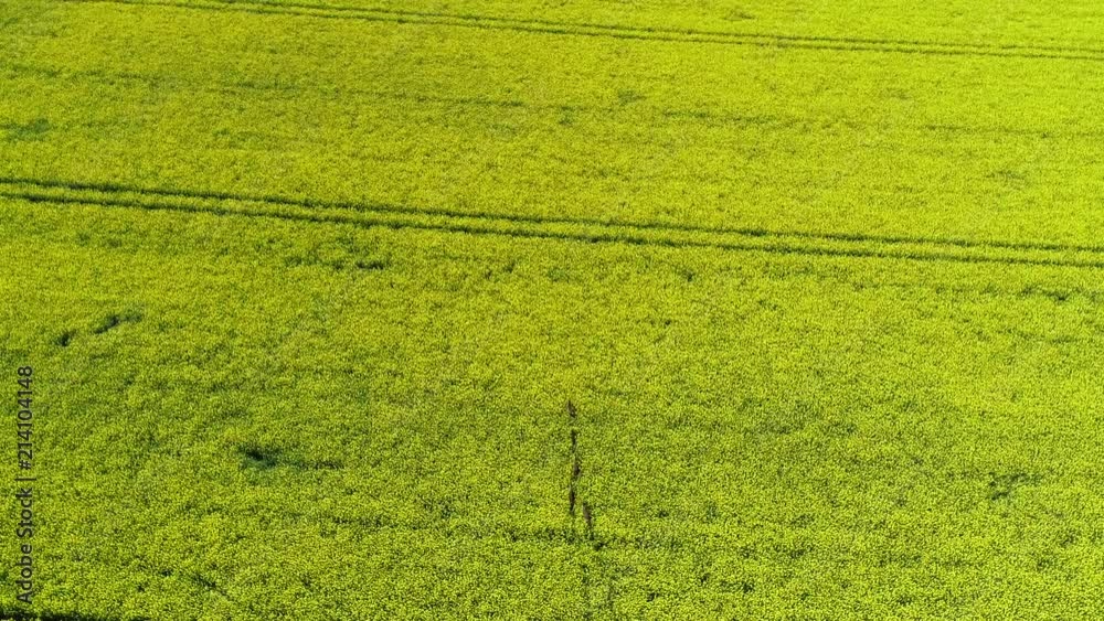 Damhirsche flüchten durch ein Rapsfeld - Vogelperspektive Damhirsche flüchten durch ein Rapsfeld - Vogelperspektive