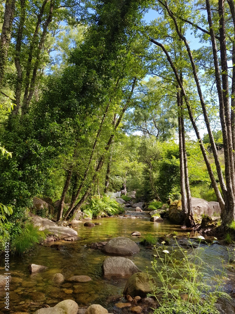 Bosque de rivera, garganta de agua, helechos
