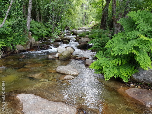 Bosque de rivera, garganta de agua, helechos