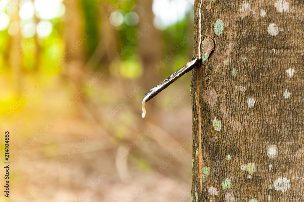 Natural latex para dripping from a rubber tree at a rubber tree plantation Natural latex para dripping from a rubber tree at a rubber tree plantation
