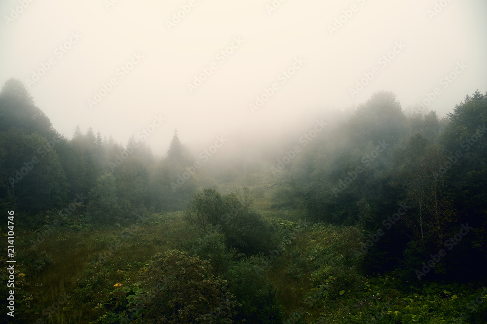 Foggy landscape with green tress forest in myst, moody natural mountain background