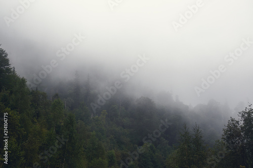 Foggy landscape with green tress forest in myst  moody natural mountain background