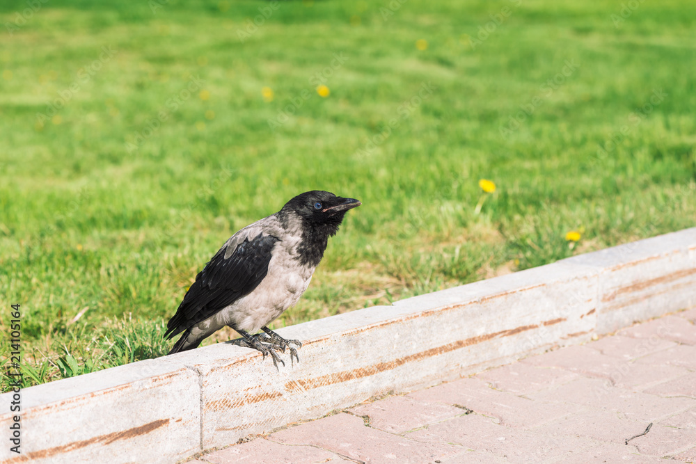 Fototapeta premium Black crow walks on border near gray sidewalk on background of green grass with copy space. Raven on pavement. Wild bird on asphalt. Predatory animal of city fauna. Plumage of bird is close up.