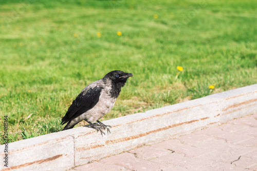 Black crow walks on border near gray sidewalk on background of green grass with copy space. Raven on pavement. Wild bird on asphalt. Predatory animal of city fauna. Plumage of bird is close up.