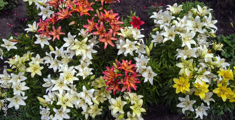 Flowerbed with Day lilies of various colors. View from above.