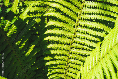 Large green leaves of fern close-up. Detailed background of big foliage with copy space. Textured leaf of polypodiales.