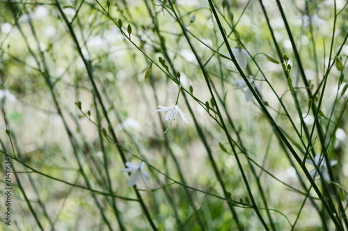 Anthericum ramosum - lush grassy plant with white, bell-shaped flowers photo