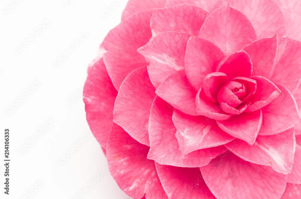 pink camellia blossom floral theme backdrops pink camellia blossom floral theme backdrops