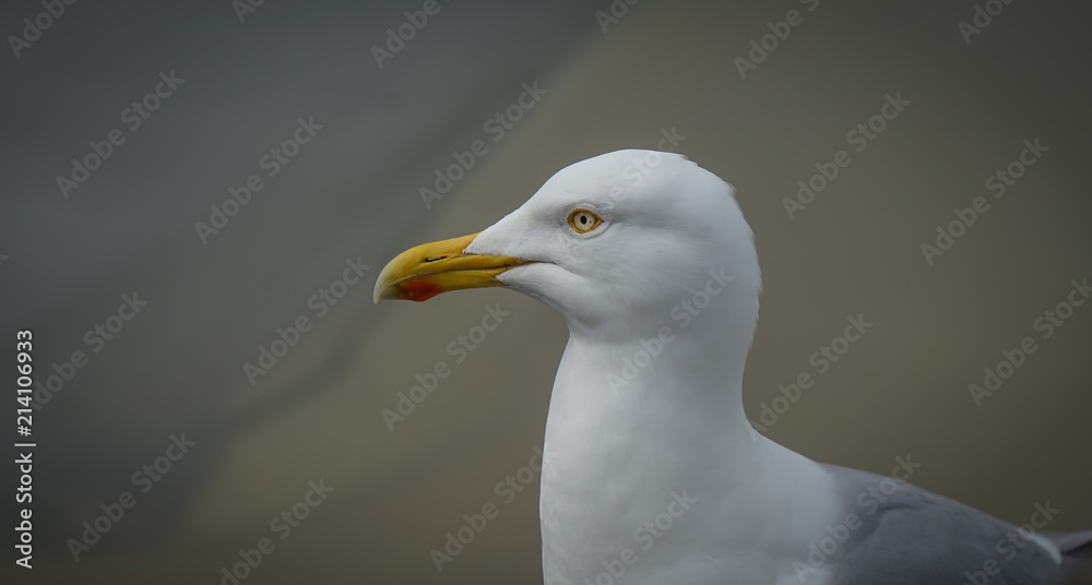 Gaivota Gaivota