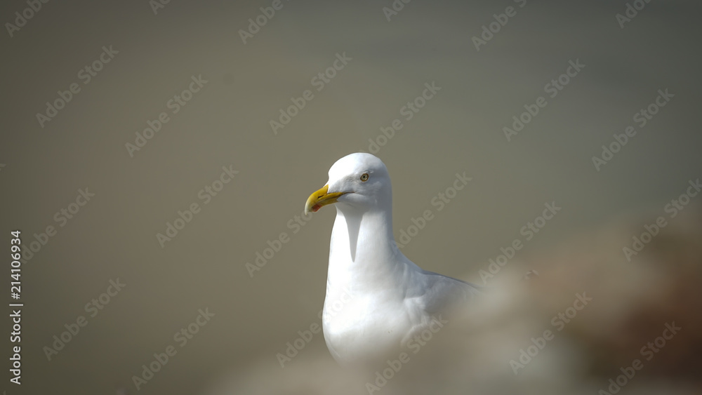 Obraz premium Gaivota
