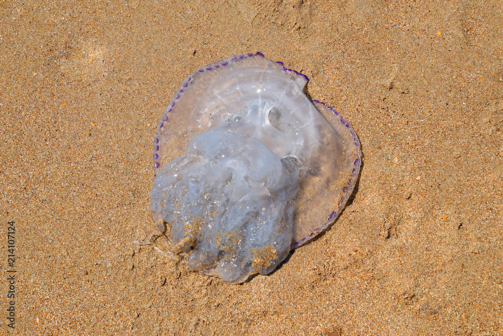 Obraz premium Jellyfish Rhizostoma root rope, thrown to the shore of the sea. Dead jellyfish