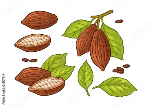 Leaves and fruits of cocoa beans. Vector vintage color illustration
