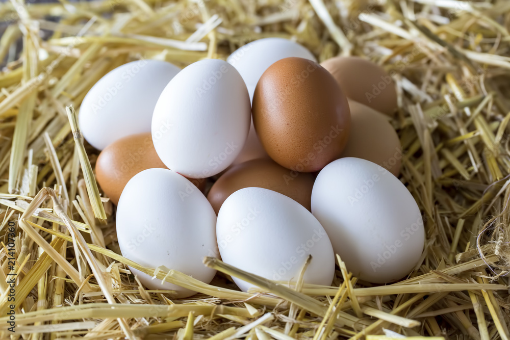 Chicken Eggs Chicken Eggs