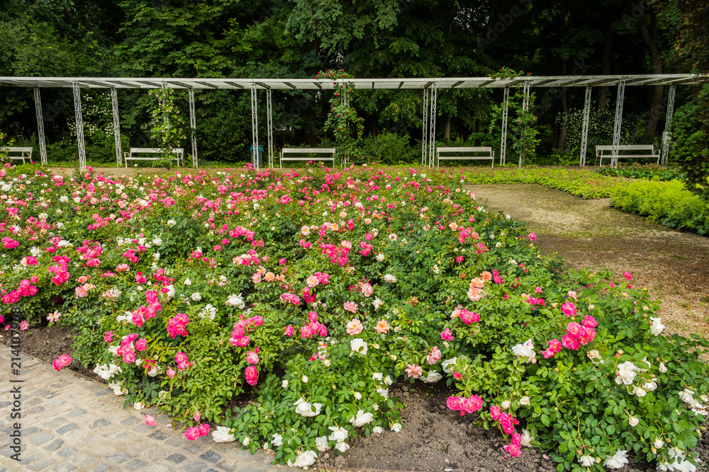 Rose garden in the park 