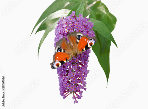 peacock butterfly on purple blossom spreading his wings, isolated white background photo