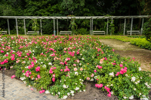 Rose garden in the park 