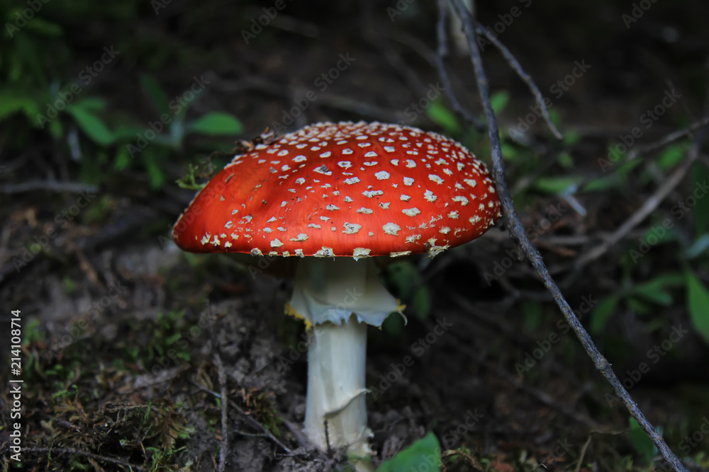 red mushroom in the forest in Turkey red mushroom in the forest in Turkey
