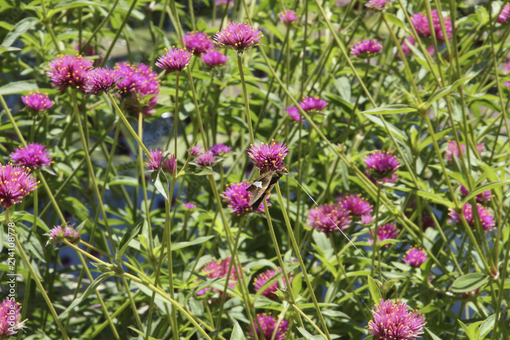 Thistle with Butterfly