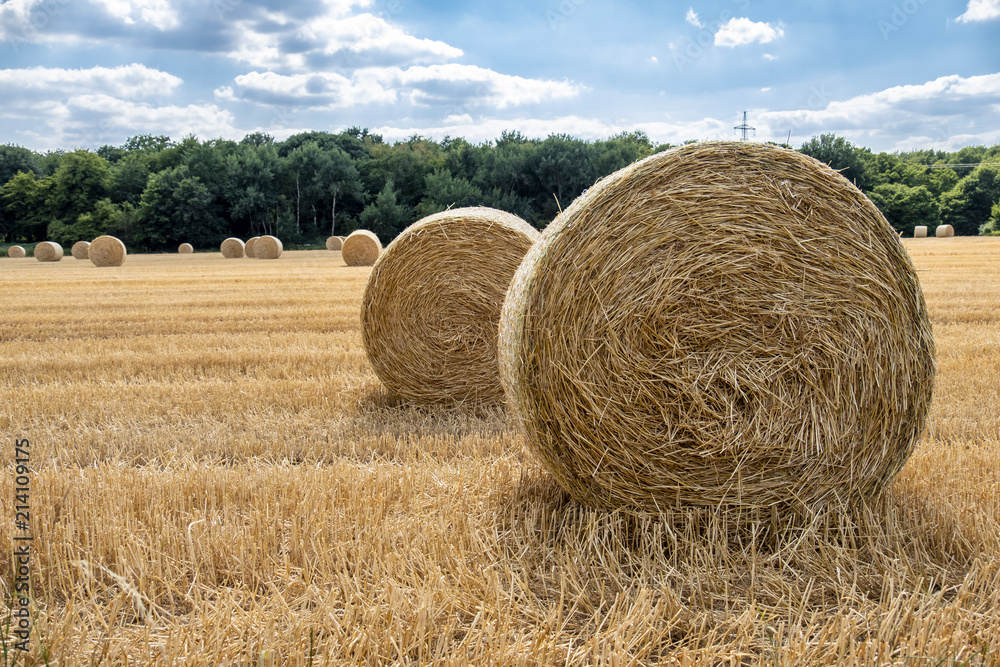 Autumn landscape. Harvest field with straw bale Autumn landscape. Harvest field with straw bale