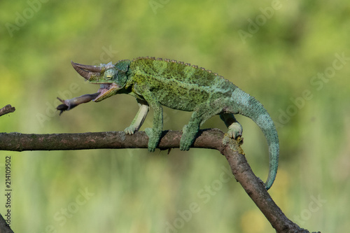 Chameleon Furcifer pardalis Ambolobe 2 years old, Madagascar endemic Panther chameleon in angry state, pure Ambilobe (Chamaeleoninae)